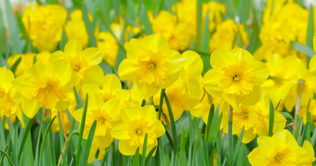 Daffodil Flowering Time Uk Best Flower Site